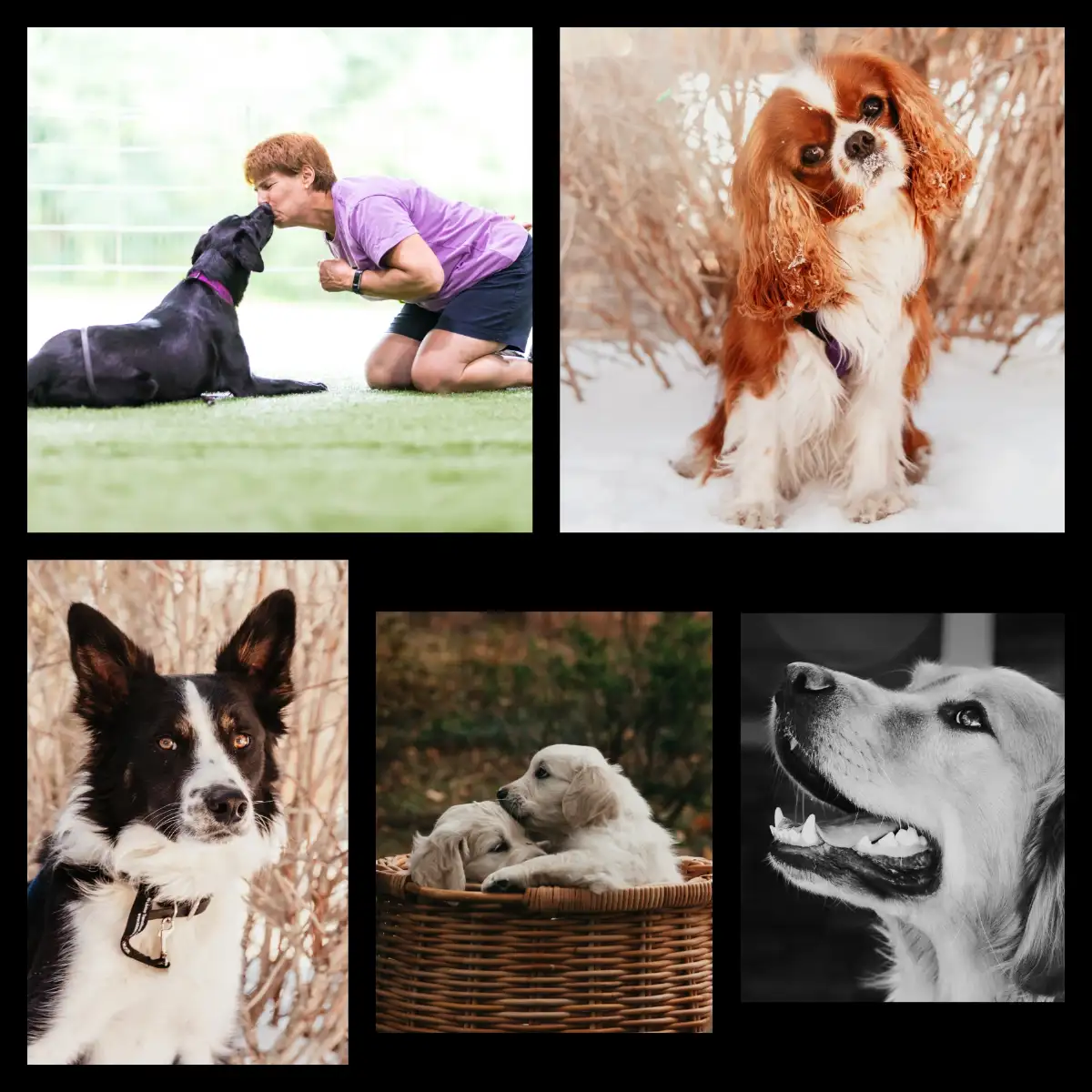 Sign Up for Fantastic Photos with your Dog